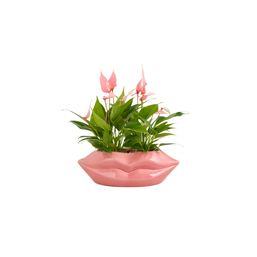 Blühpflanze im Blumentopf